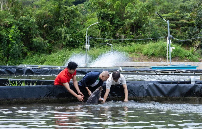 Bí Quyết Chọn Cá Tầm Tươi Ngon Không Phải Ai Cũng Biết