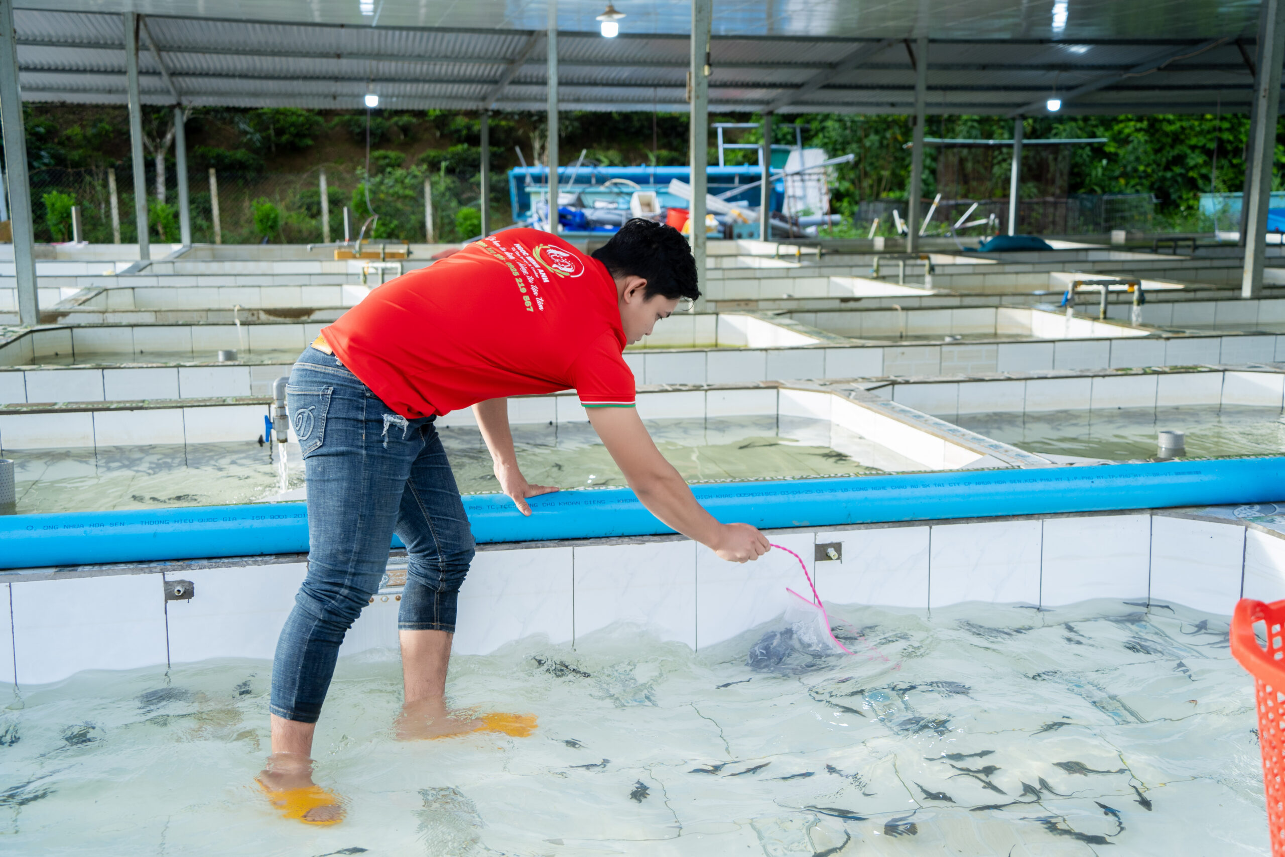 Quy trình chọn giống