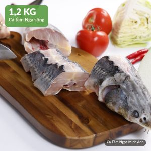 Cá Tầm sống 1,2kg – Cá Tầm Ngọc Minh Anh