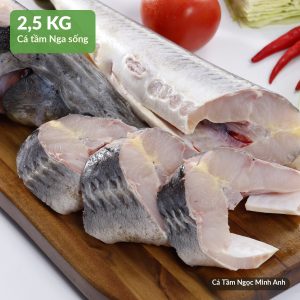 Cá Tầm sống 2,5kg – Cá Tầm Ngọc Minh Anh